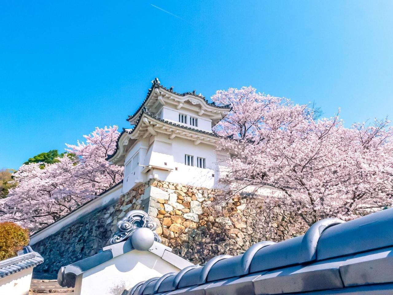 龍野城と桜（フリー）.jpg