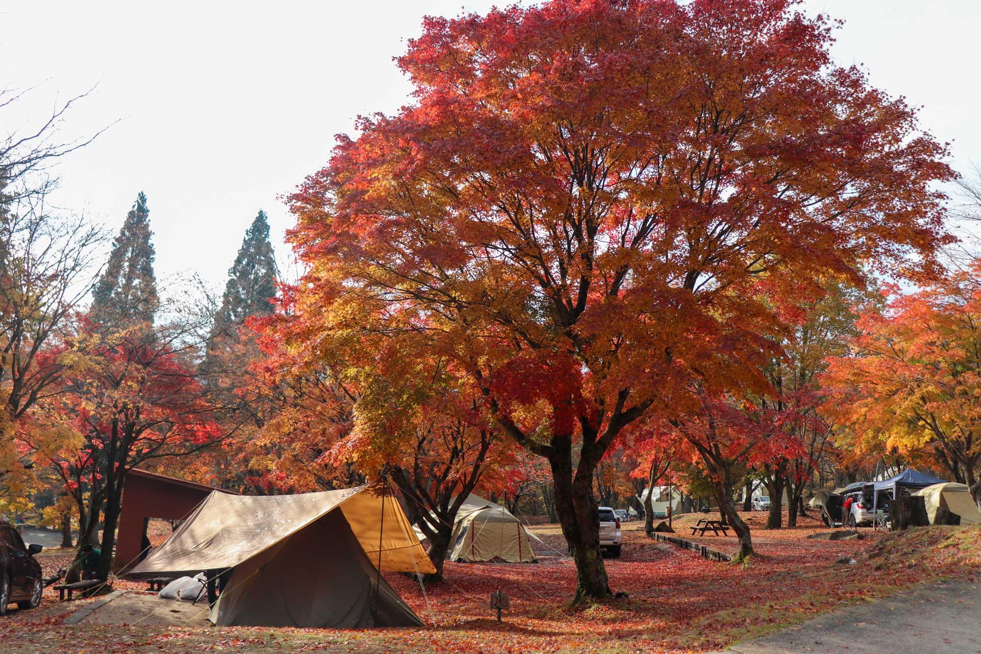 加工済_2411_魅力の播磨-紅葉_CHIKUSA-Mountain-Village（ちくさ高原）_写真.jpg