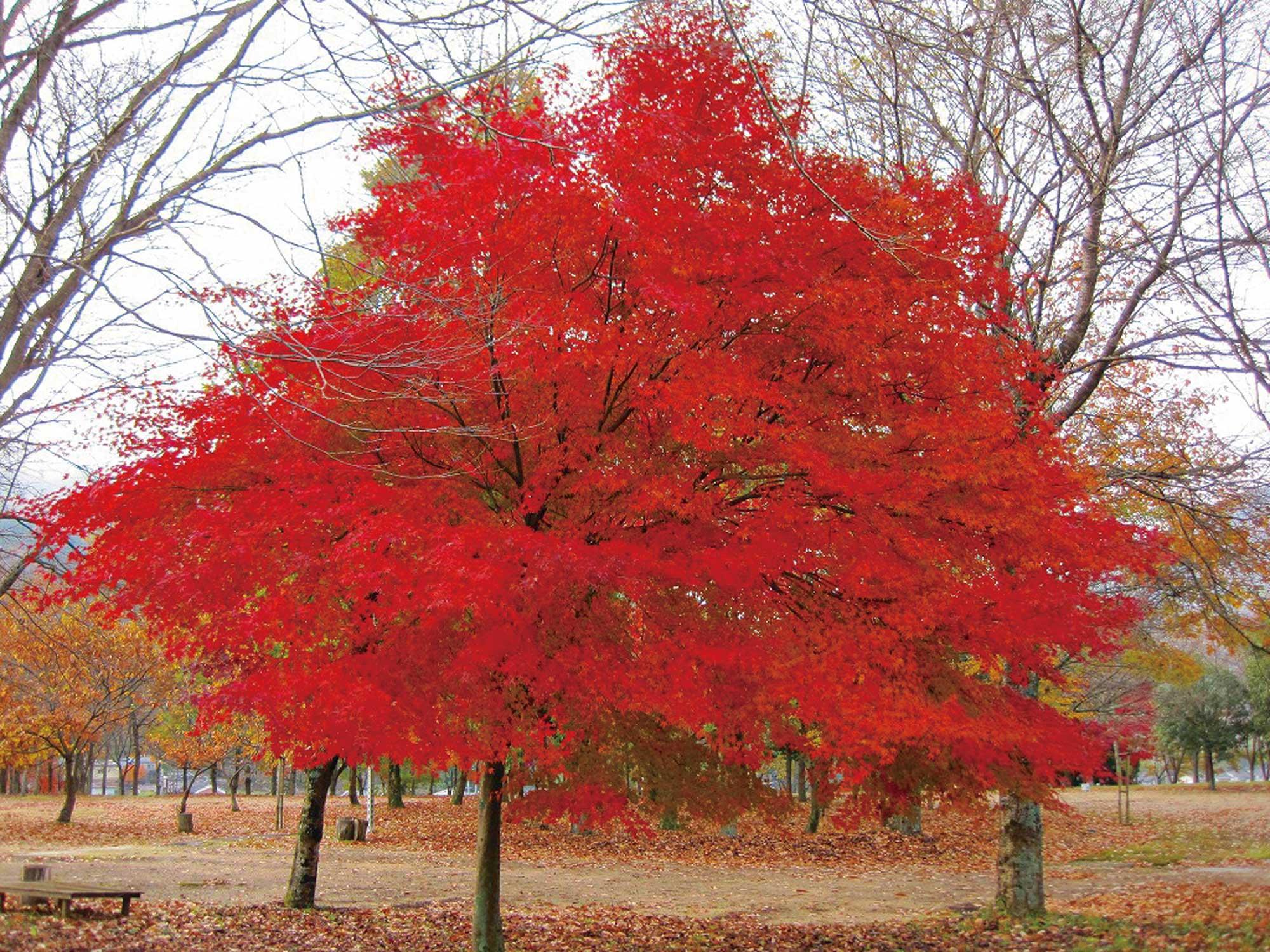 加工済_21m10_009しそう_家原遺跡公園紅葉.jpg