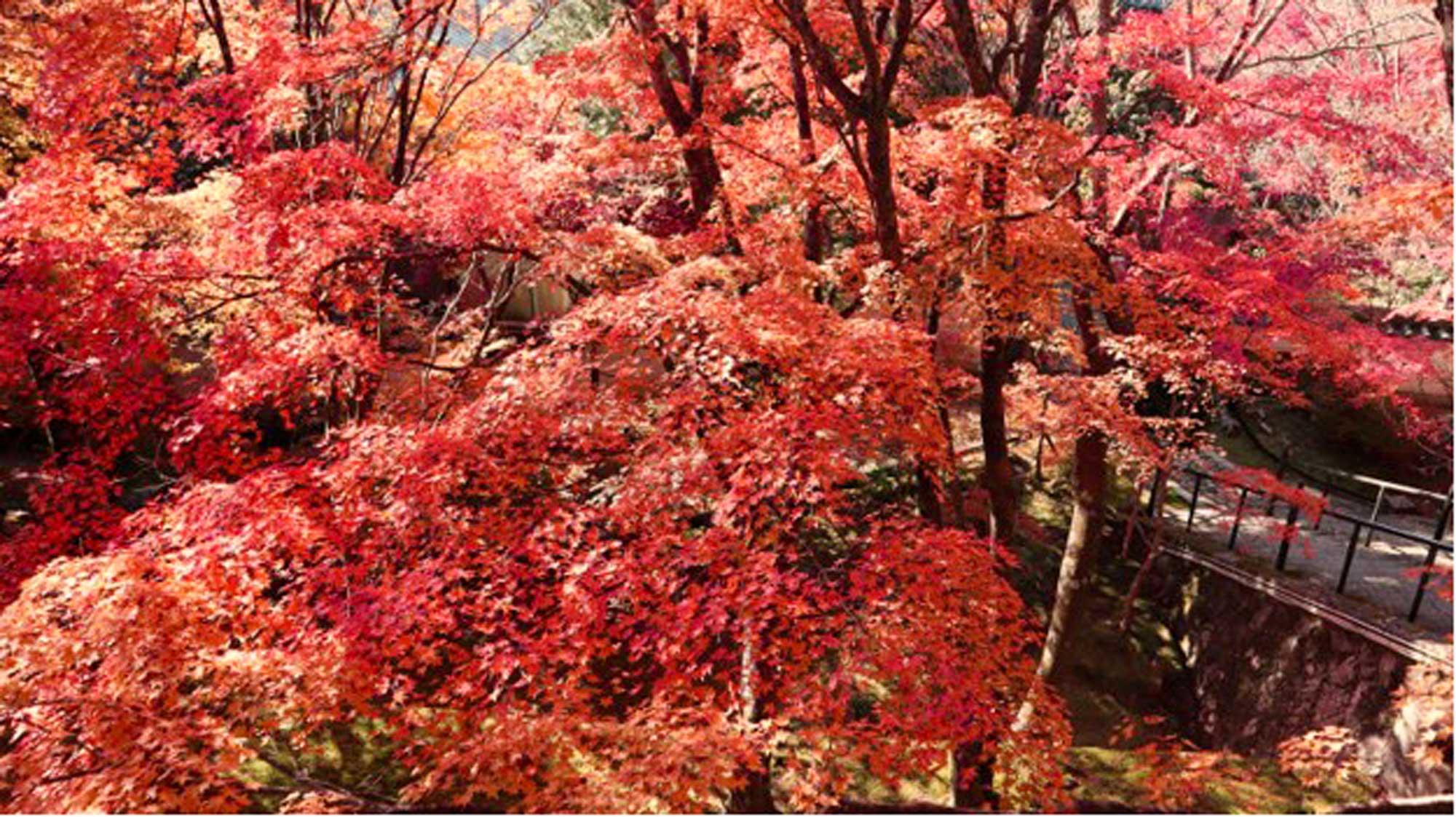 加工済_2411_魅力の播磨-紅葉_播州清水寺_写真.jpg