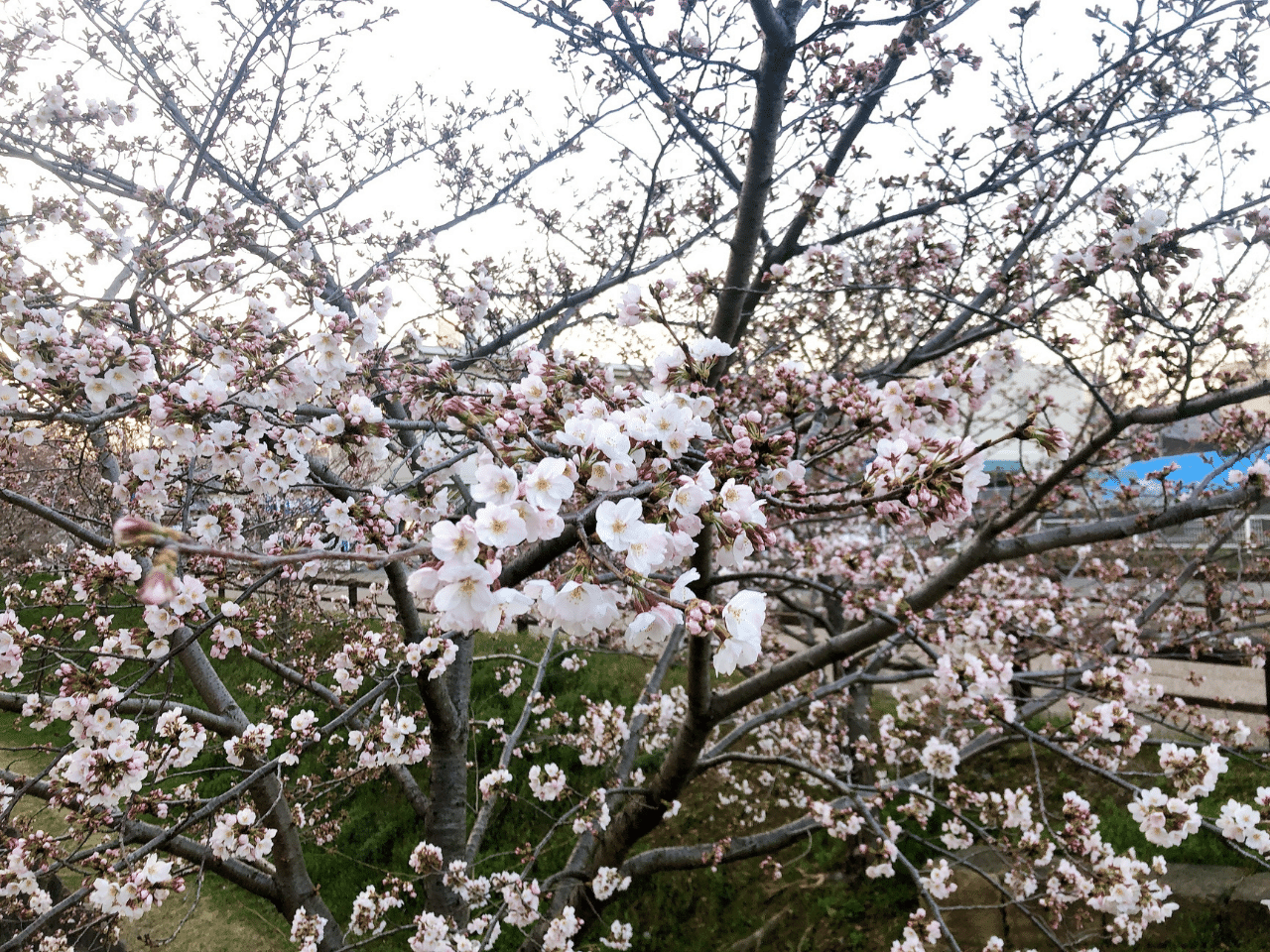 野里小学校近くお堀の桜20220327.png