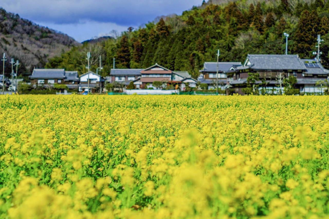 夢前町玉田の菜の花畑の写真.jpg