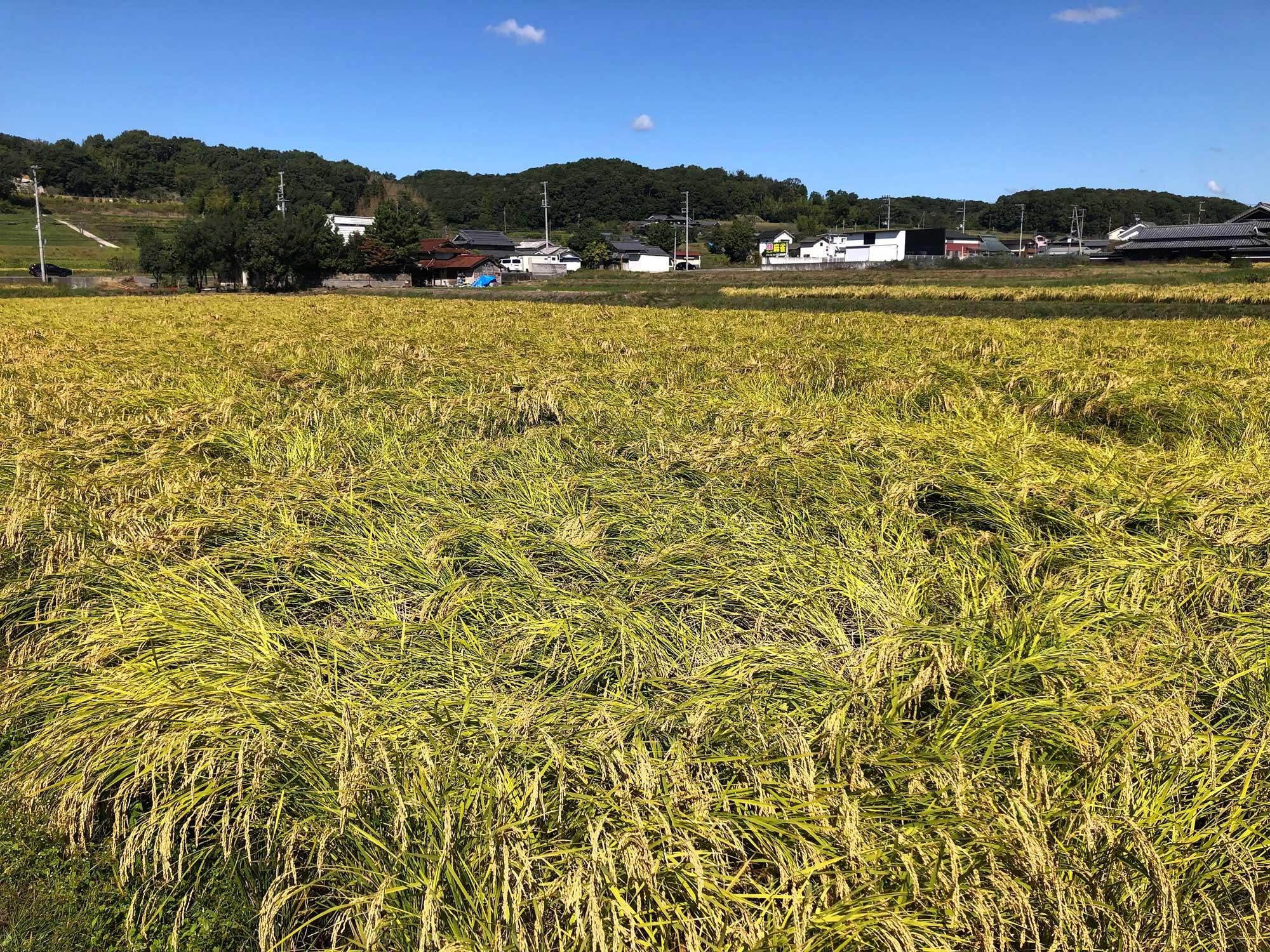 加工済_2510_兵庫県産山田錦01_07追加.jpg