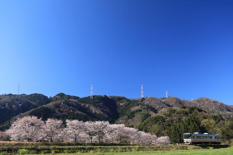 佐用町末廣志文川堤防の桜並木の写真