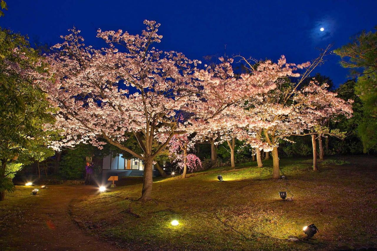 好古園夜桜会の写真桜のライトアップ.jpg