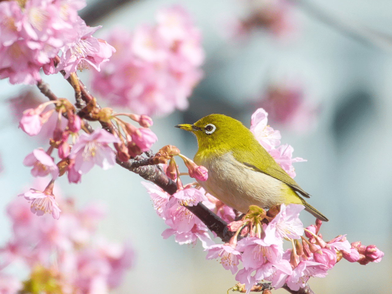 桜にとまるメジロ