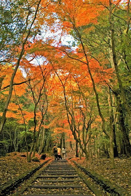 加工済み紅葉谷２.jpg