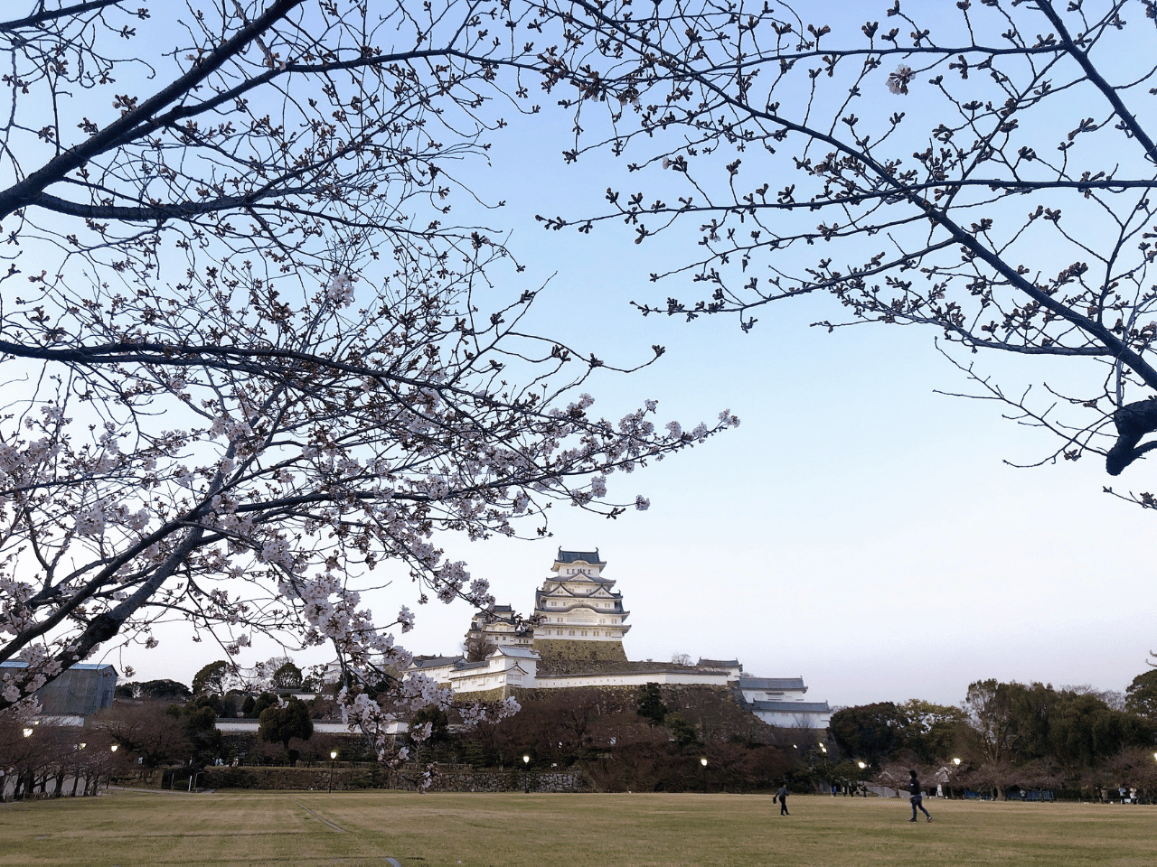 姫路城と桜20220327.png