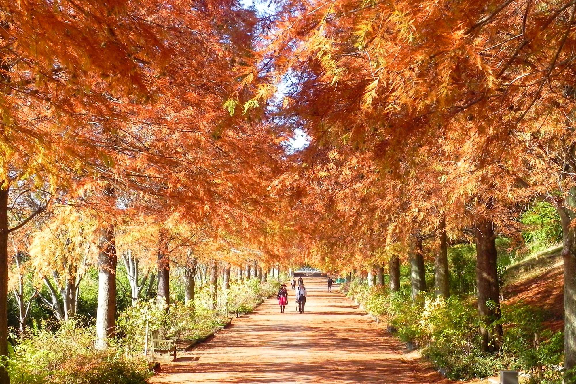 加工済_2411_魅力の播磨-紅葉_写真（rakuushou_kouyou1）.jpg