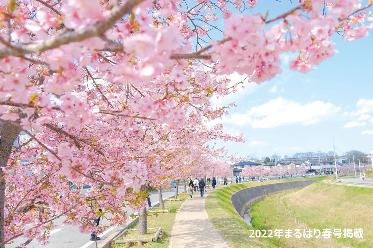 22haru_桜_大島川桜回廊image_6483441.jpg