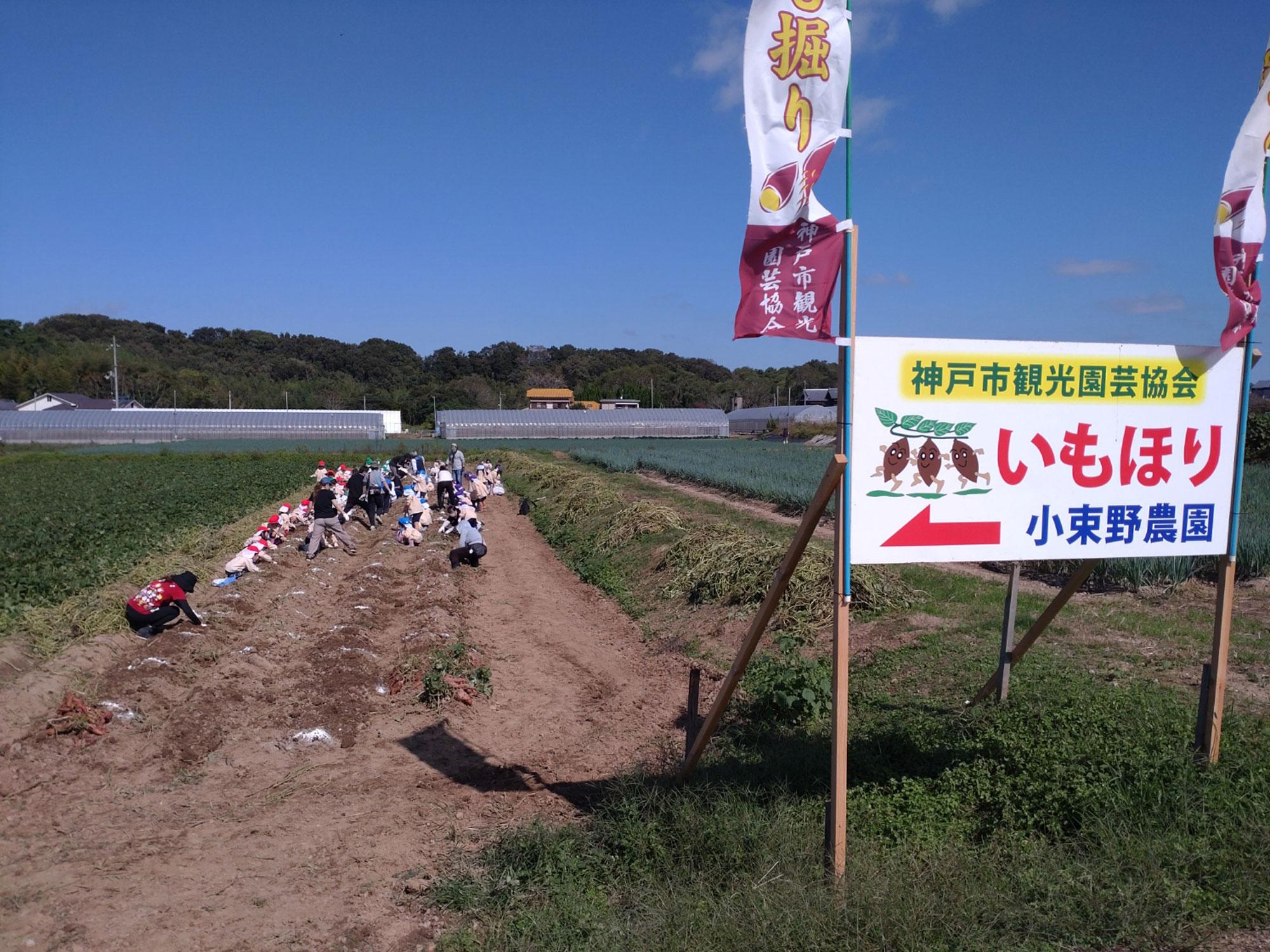 加工済_2409_さつまいもの収穫体験_写真04.jpg