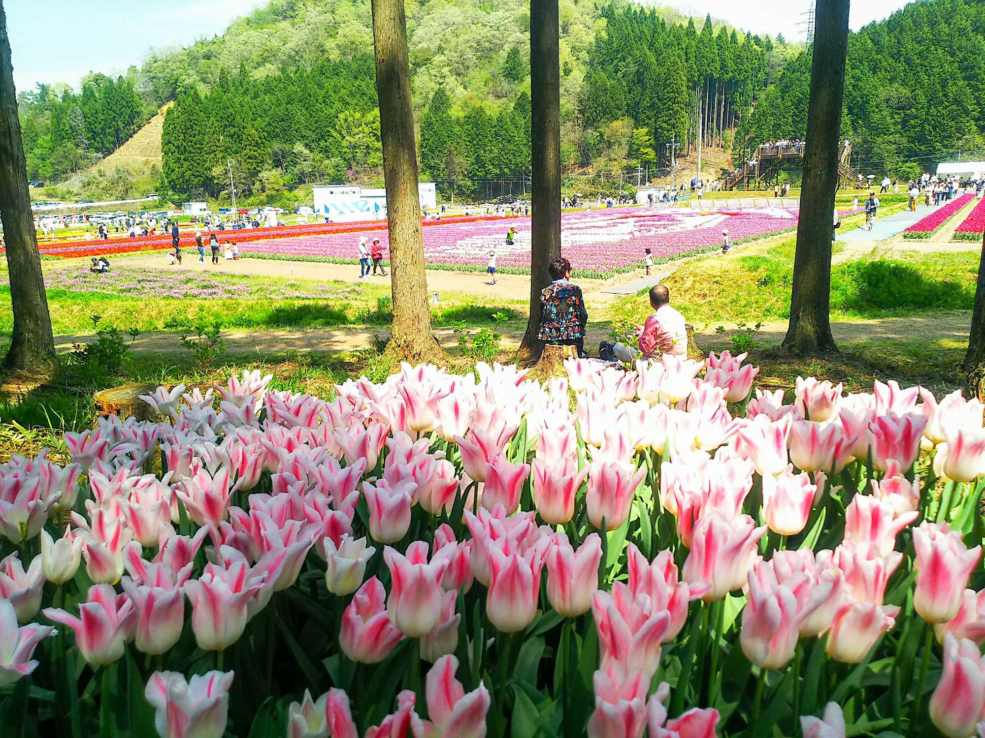 加工済_2503_花を愛でる_体験_たんとうチューリップまつり_写真02（2018たんとうチューリップまつり07）.jpg