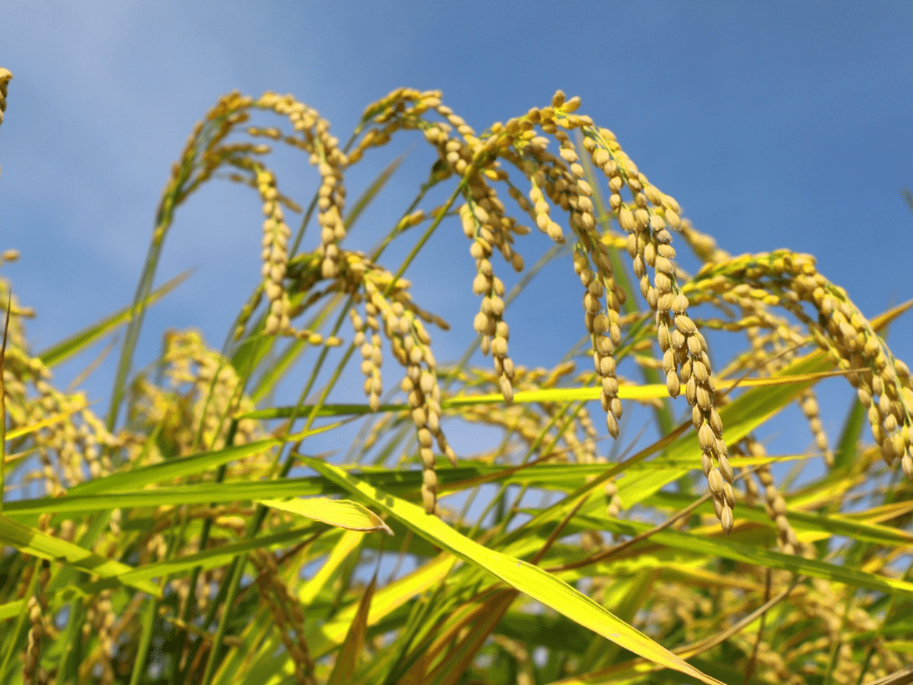 米の写真