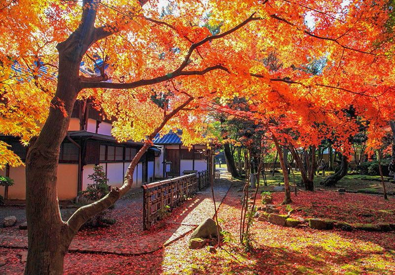 龍野公園 紅葉谷・聚遠亭の紅葉の写真