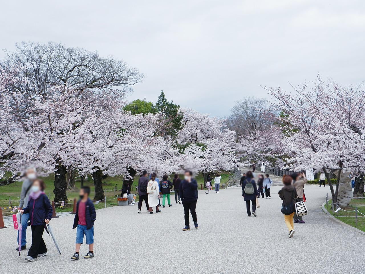 満開の桜と見物する花見客