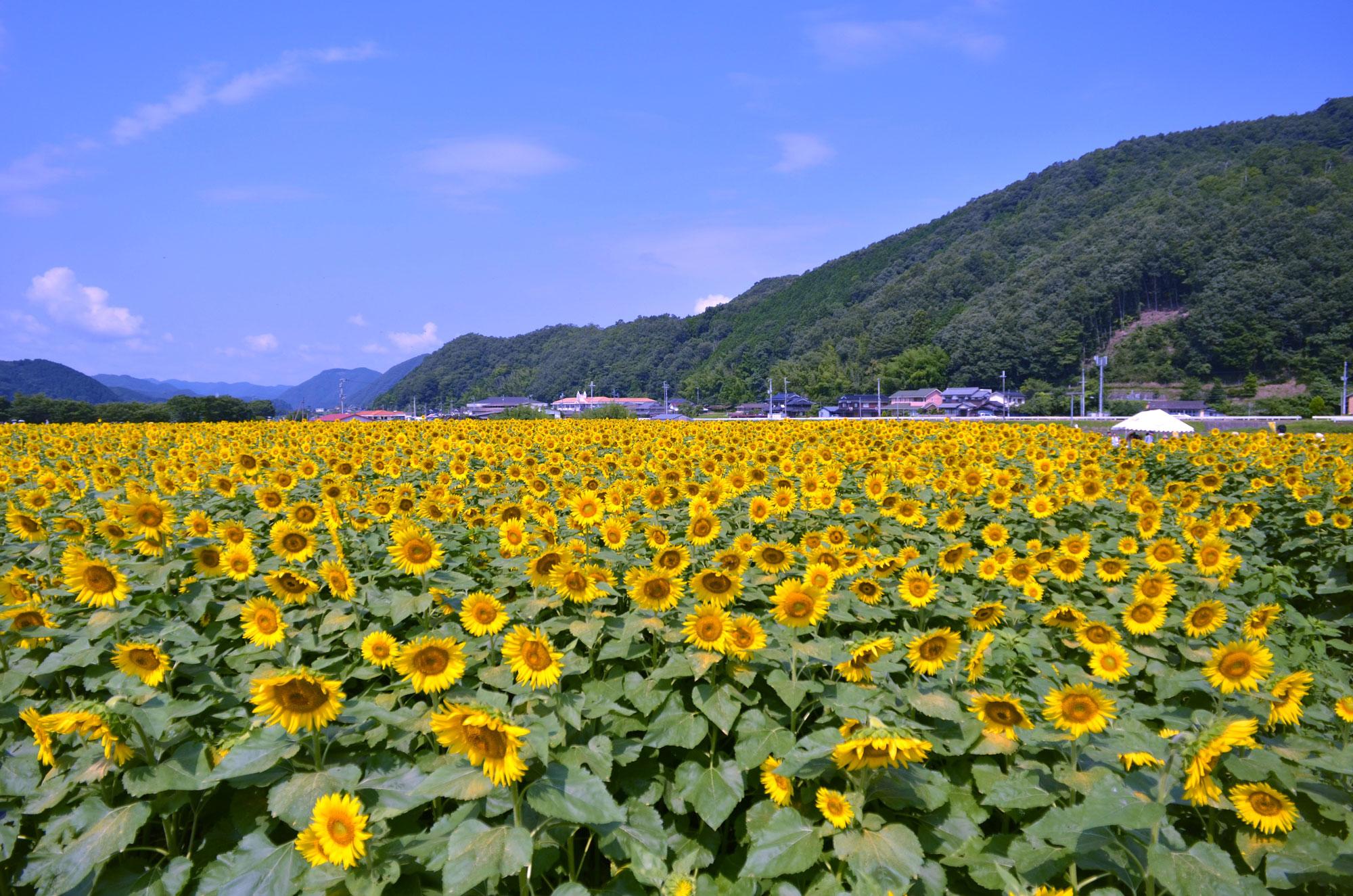 加工済_2607_佐用町01_南光ひまわり祭り_01.jpg