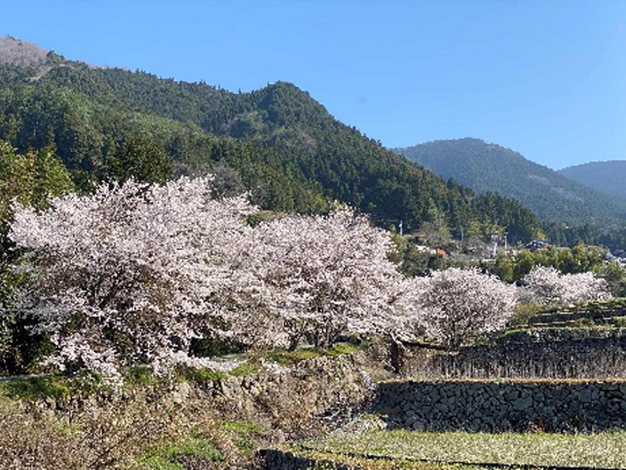 加工済_202604_宍粟_山田の里・棚田の桜.jpg
