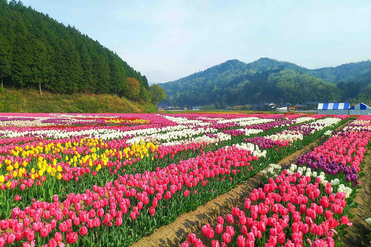 豊岡市但東町で開催されるたんとうチューリップまつりの山に囲まれた自然豊かな中にあるチューリップ畑の写真