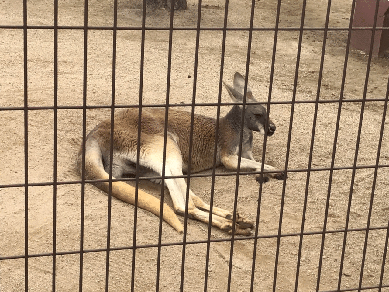 くつろぐアカカンガルー