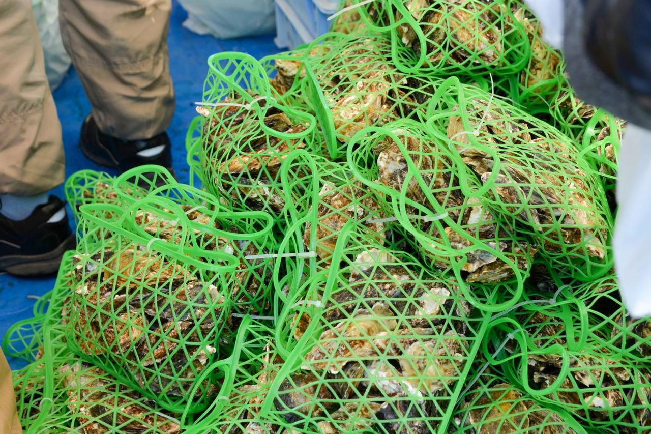 大量の牡蠣が網に入っている写真.JPG