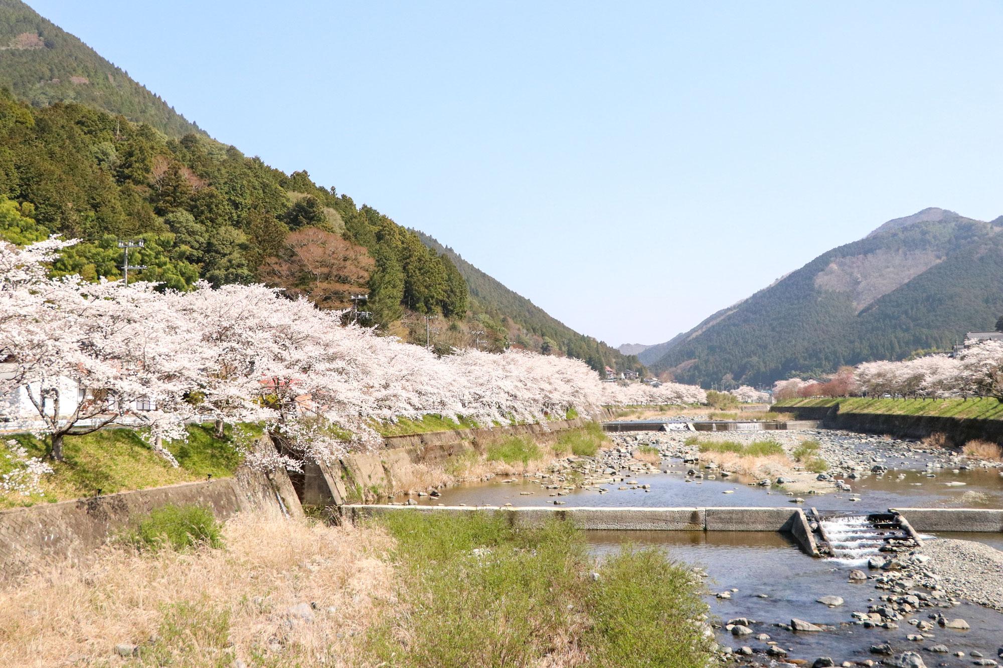 加工済_西深桜並木日中.jpg