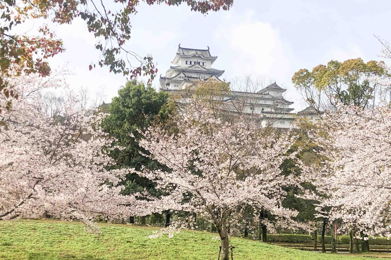 姫路市シロトピア公園の桜の写真