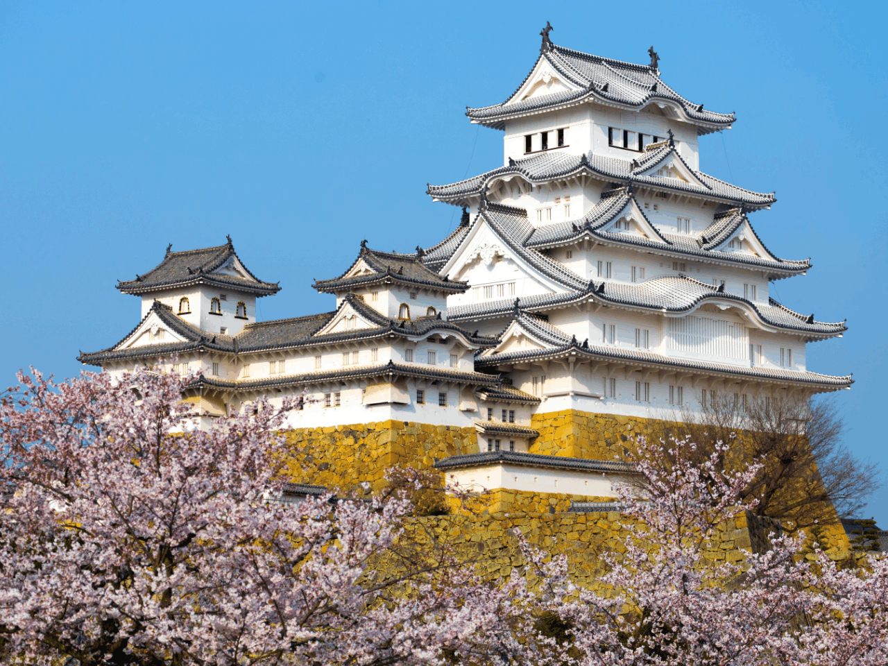 桜の咲く時期の姫路城