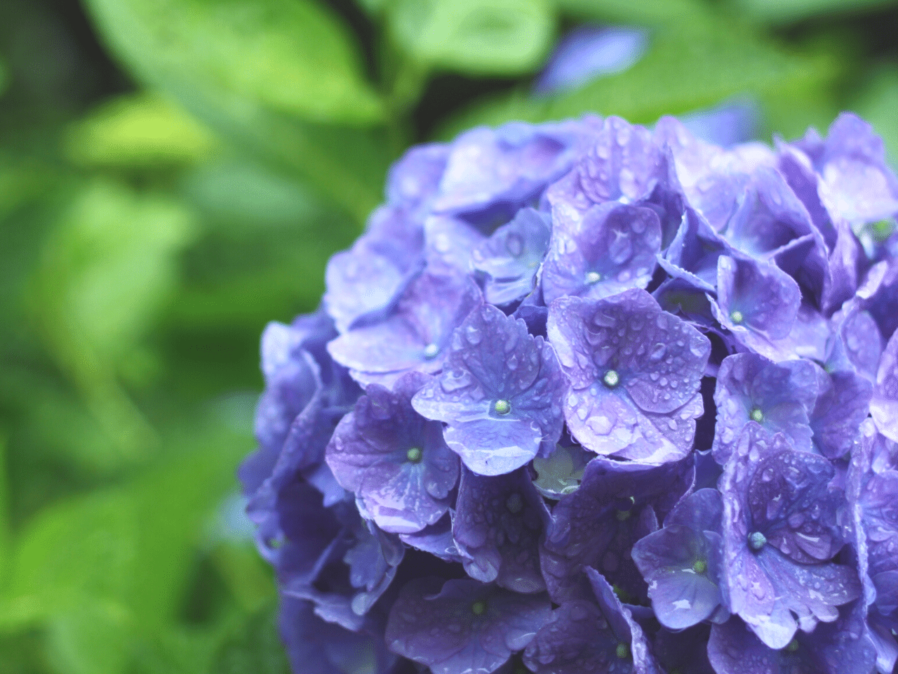 水滴のついた紫陽花の写真