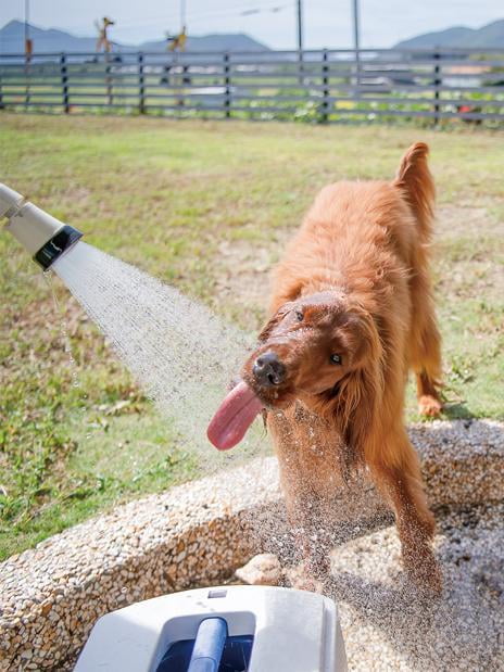 水浴びする犬