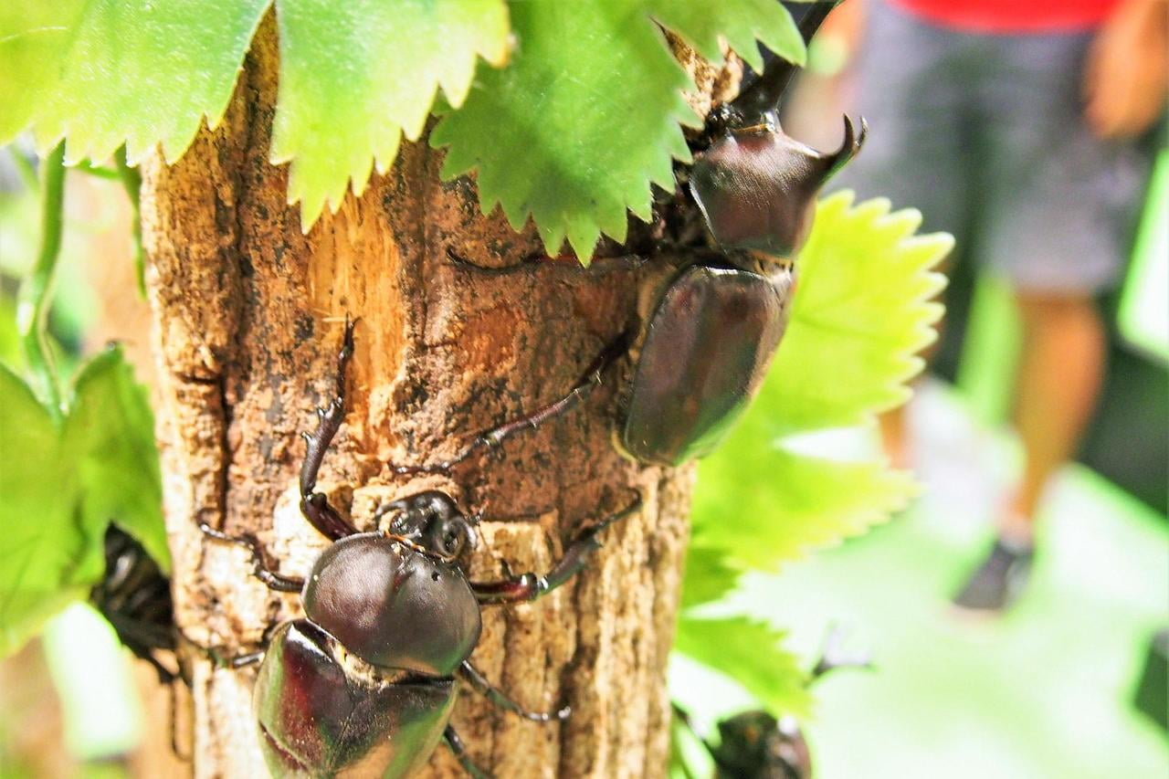 関西 兵庫 昆虫と遊ぼう 見て触れて学べる昆虫館5選 最新イベント 休館情報も みつけて播磨情報サイト 姫路みたい