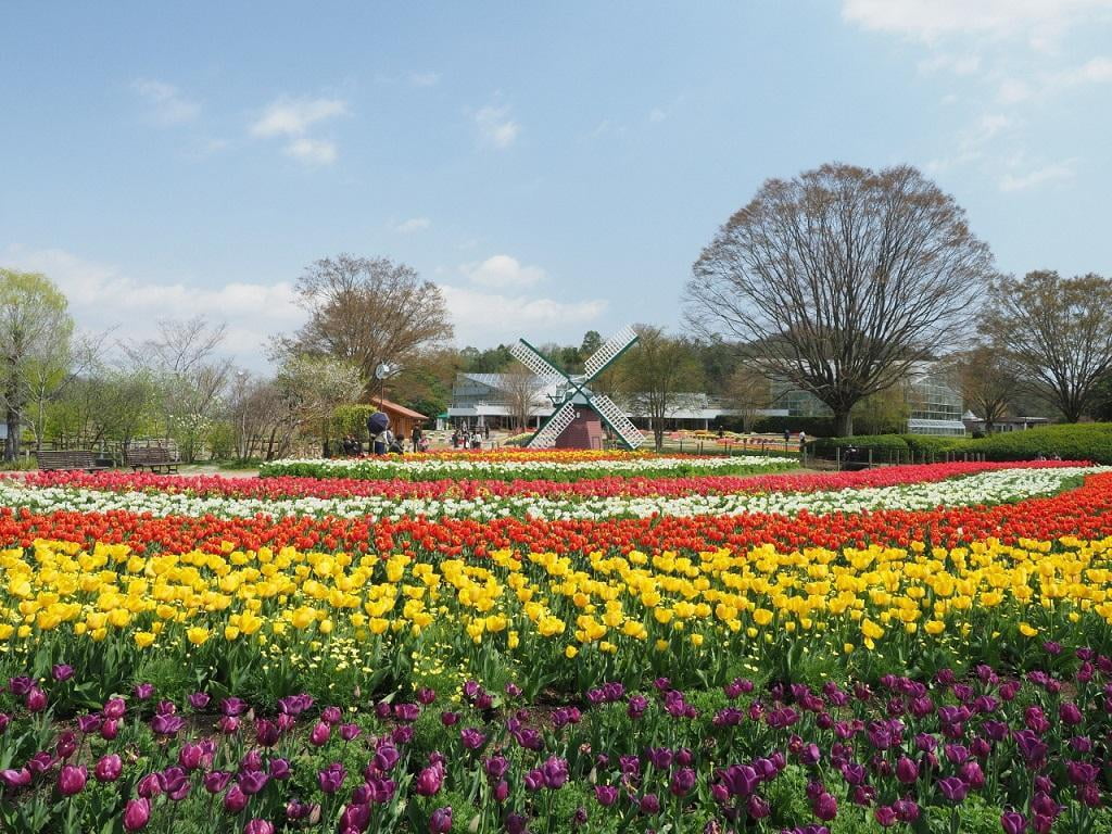 兵庫県立フラワーセンターの写真