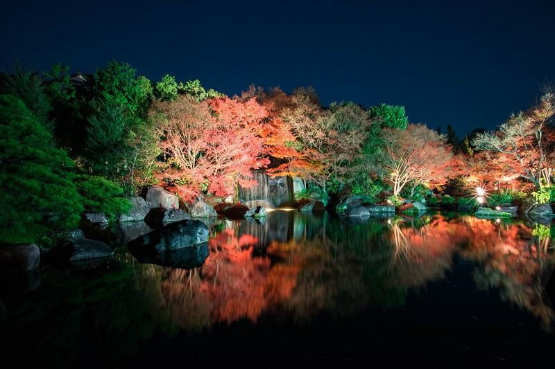 姫路市好古園夜の紅葉ライトアップ