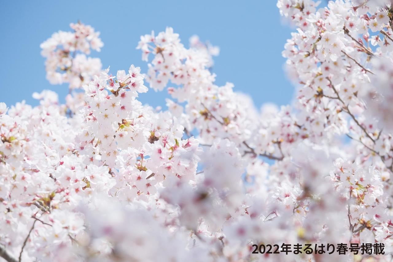 22haru_桜_おの桜づつみ回廊DSCF7158.jpg