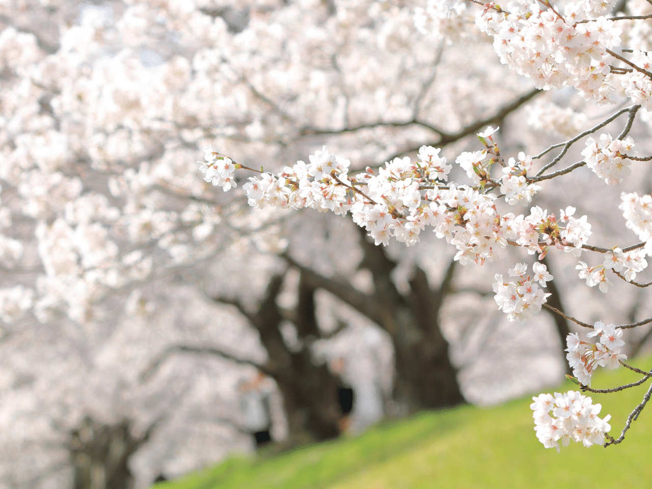 満開の桜の写真