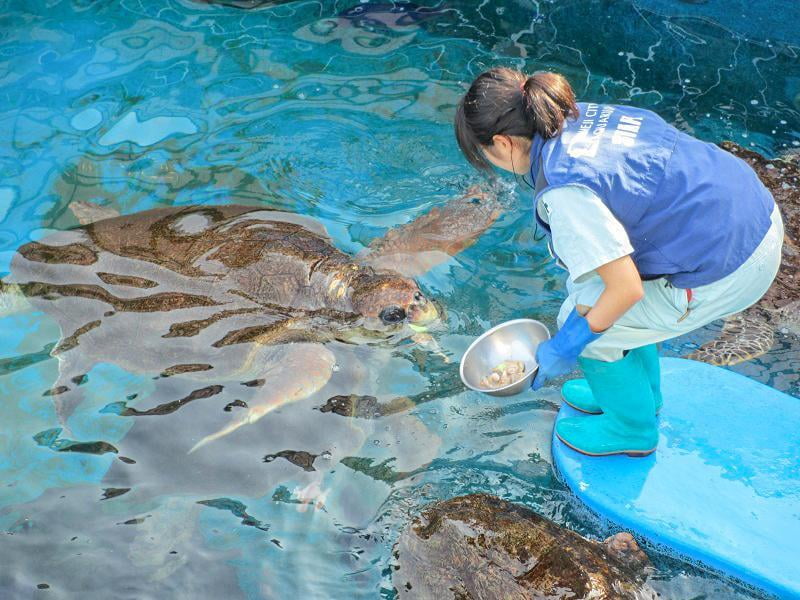 ウミガメの写真