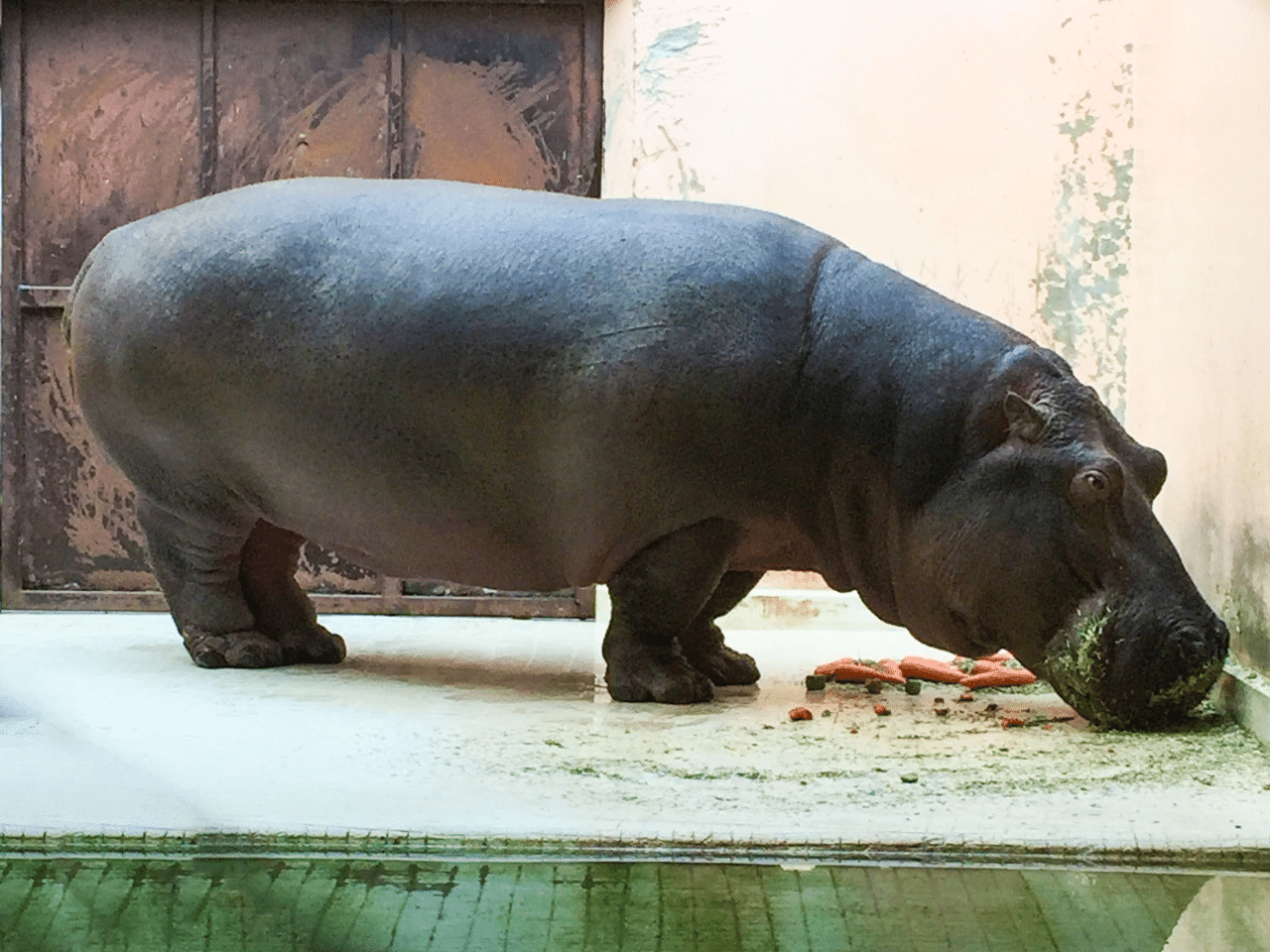 餌を食べているカバ