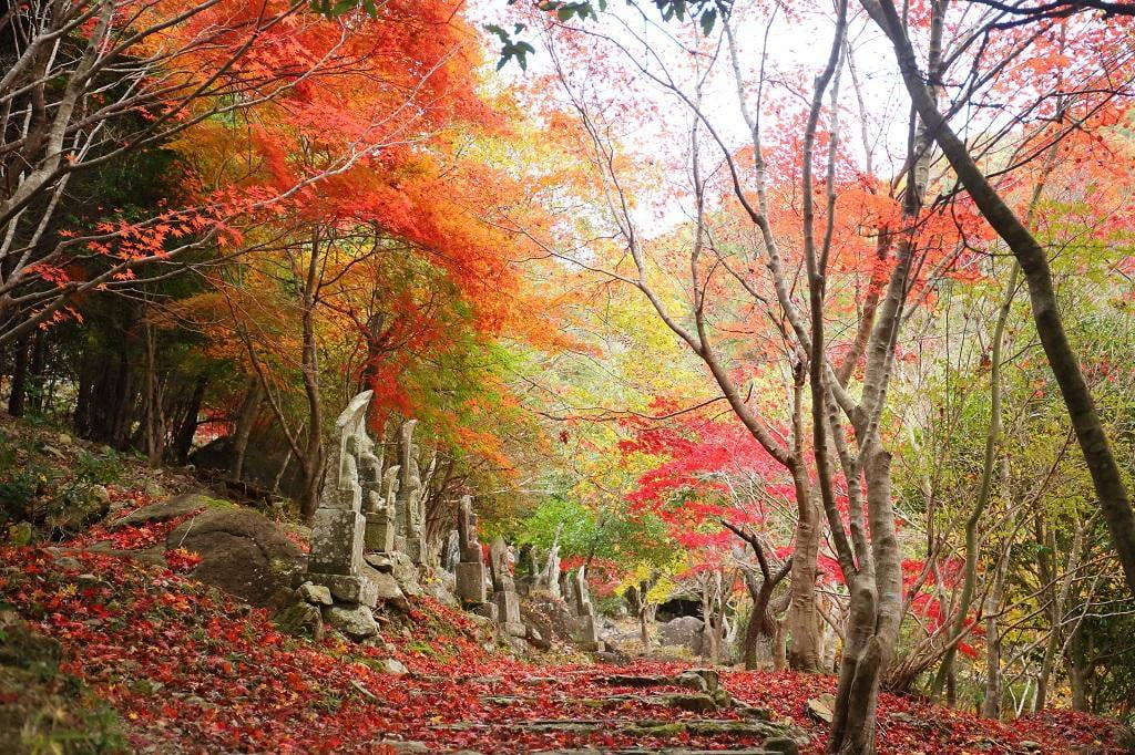 竹谷山渓谷の写真