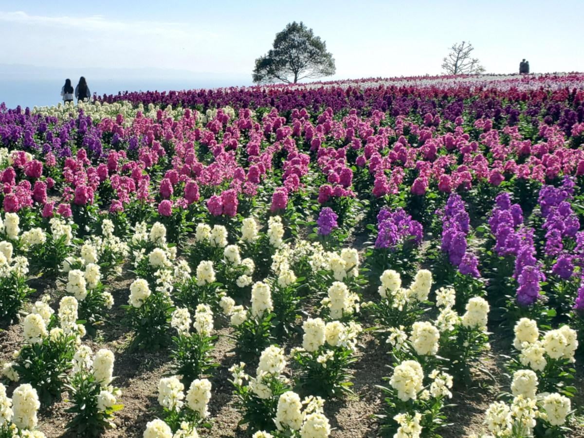 あわじ花さじきの写真