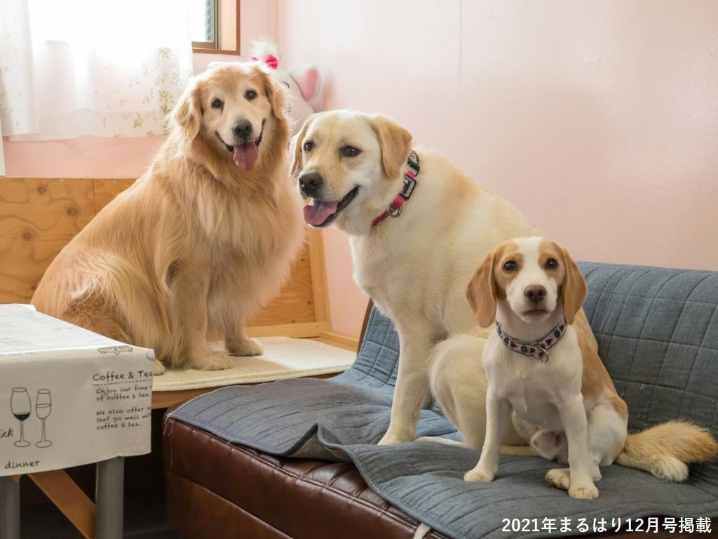 3匹の犬の写真