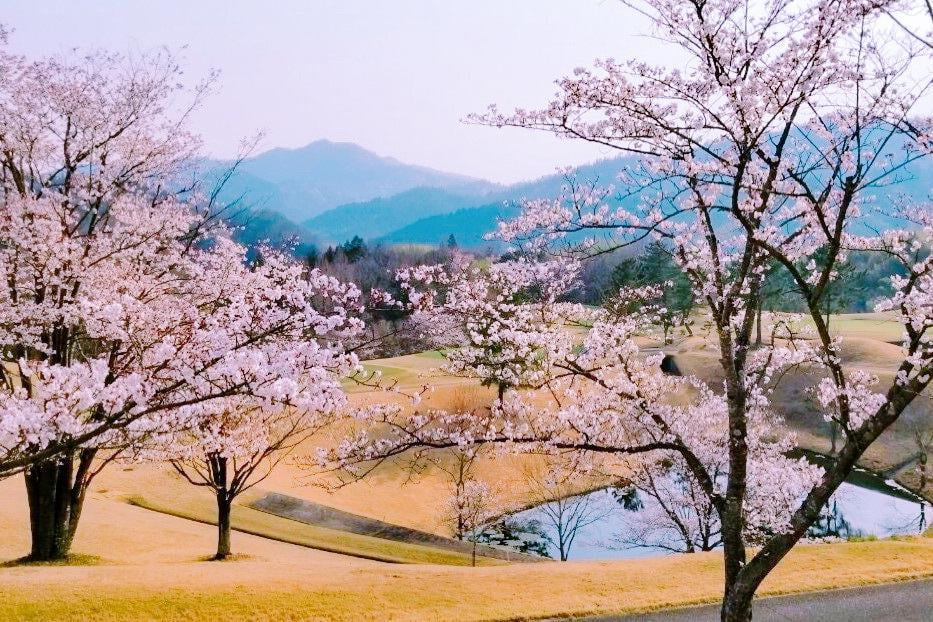 桜が咲く福崎東洋ゴルフ倶楽部のコース.jpg