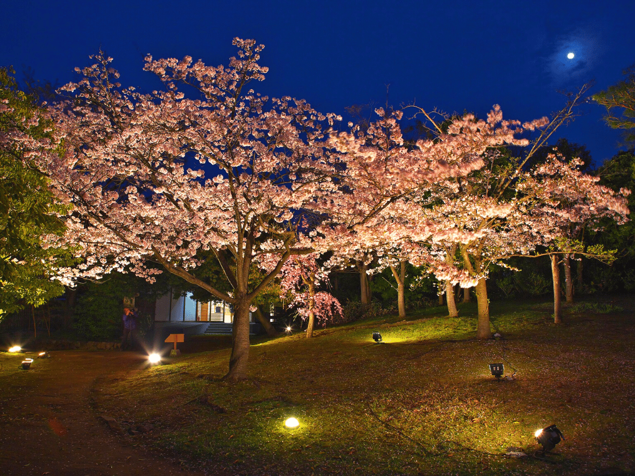 好古園の夜桜会