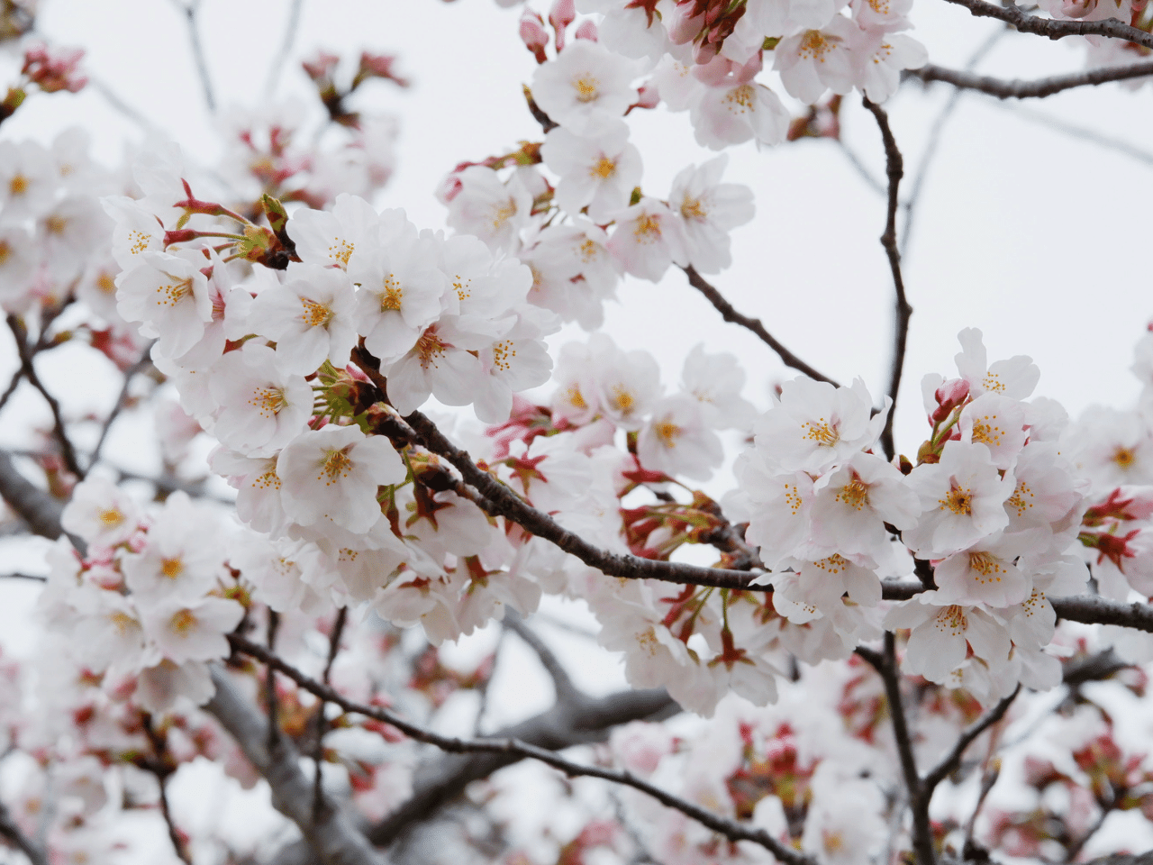 三の丸広場の桜