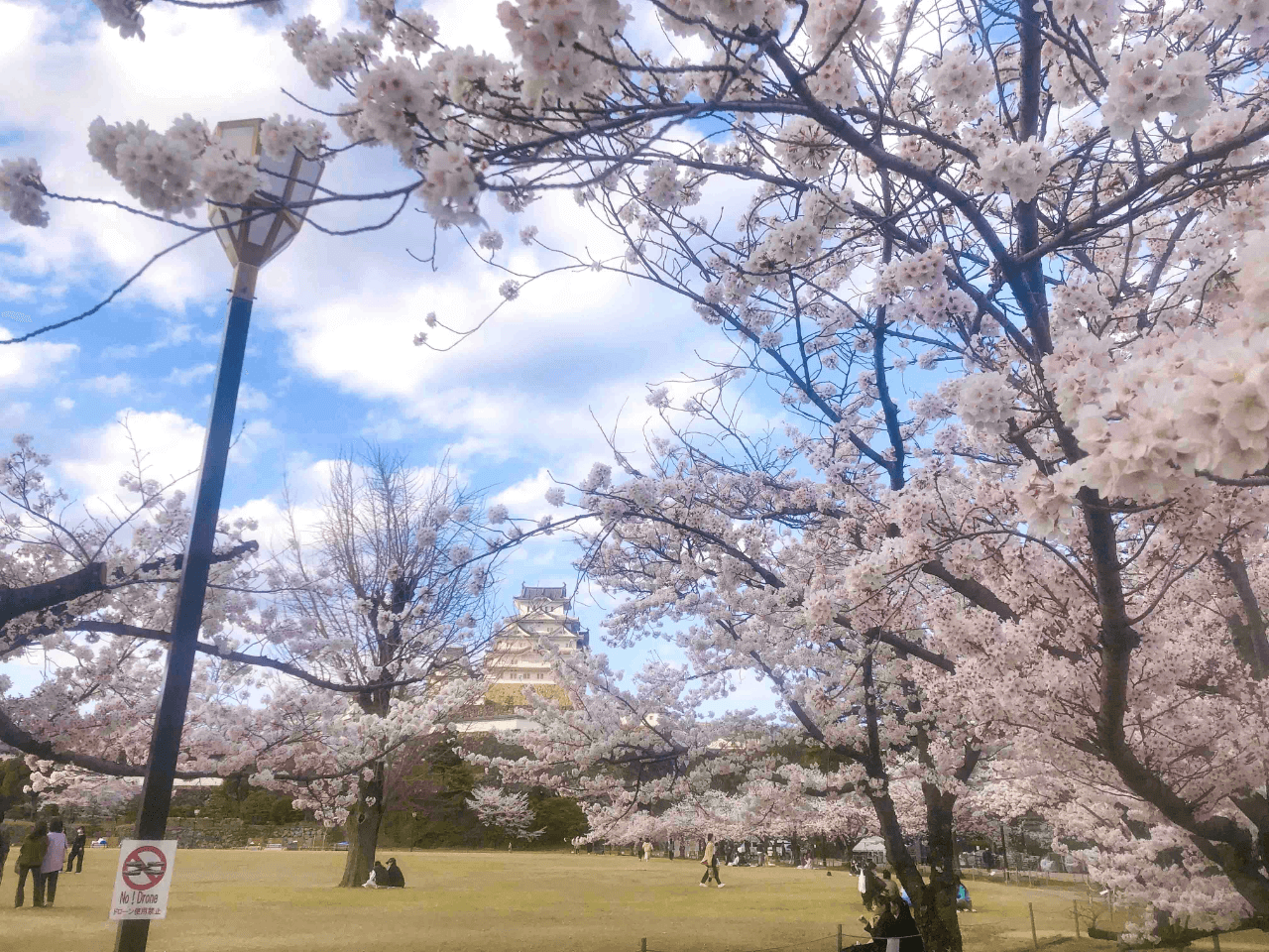 姫路城と桜