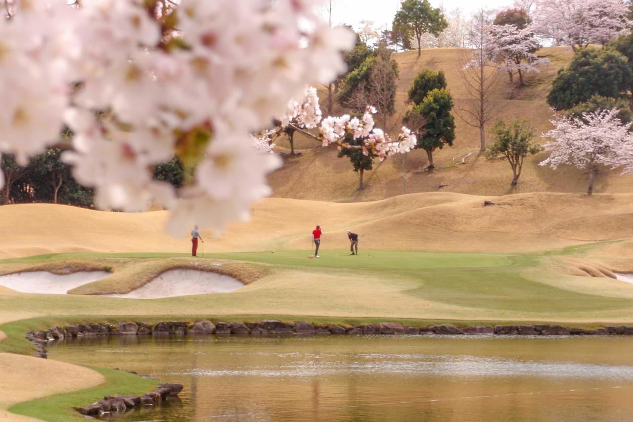 タカガワオーセントゴルフ倶楽部の桜が楽しめるホールの写真.jpg