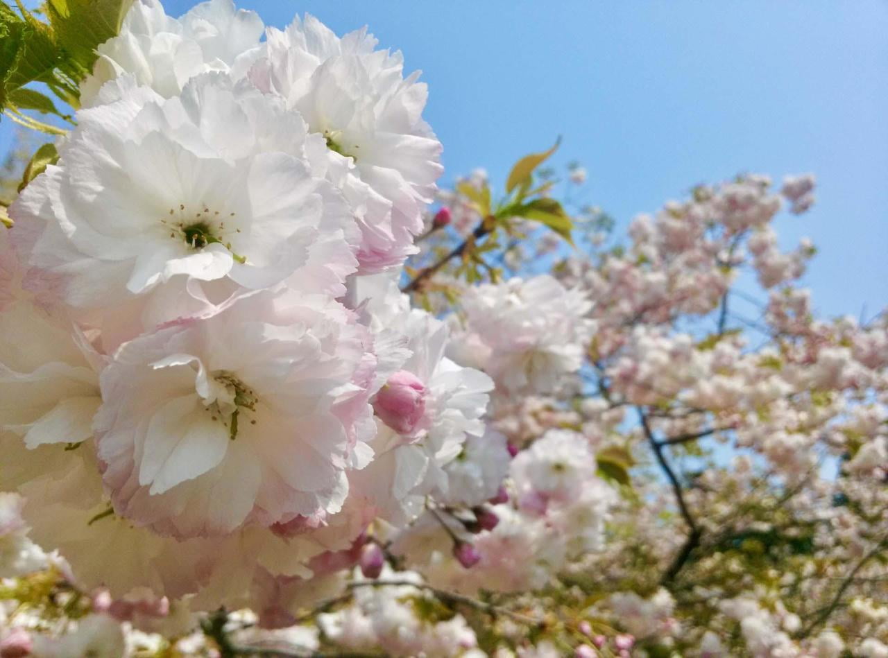 ボタン桜