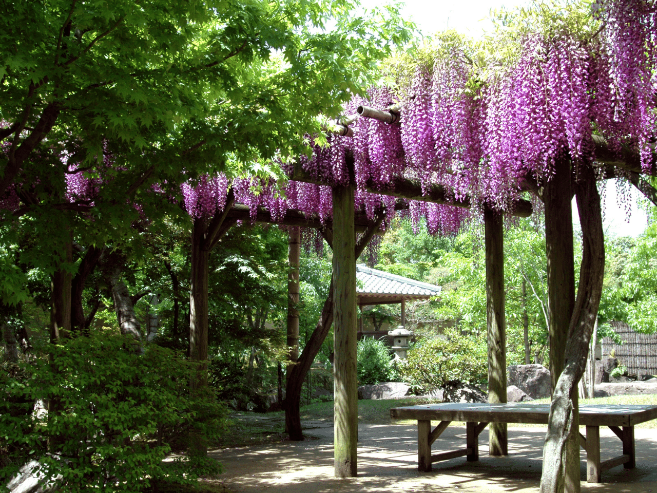 夏木の庭