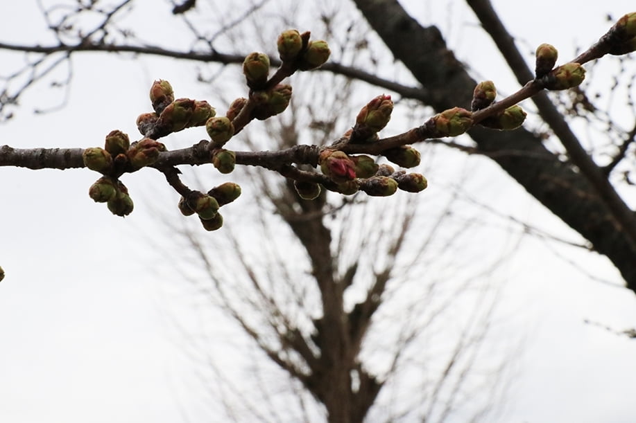 3月18日の桜加工済.jpg