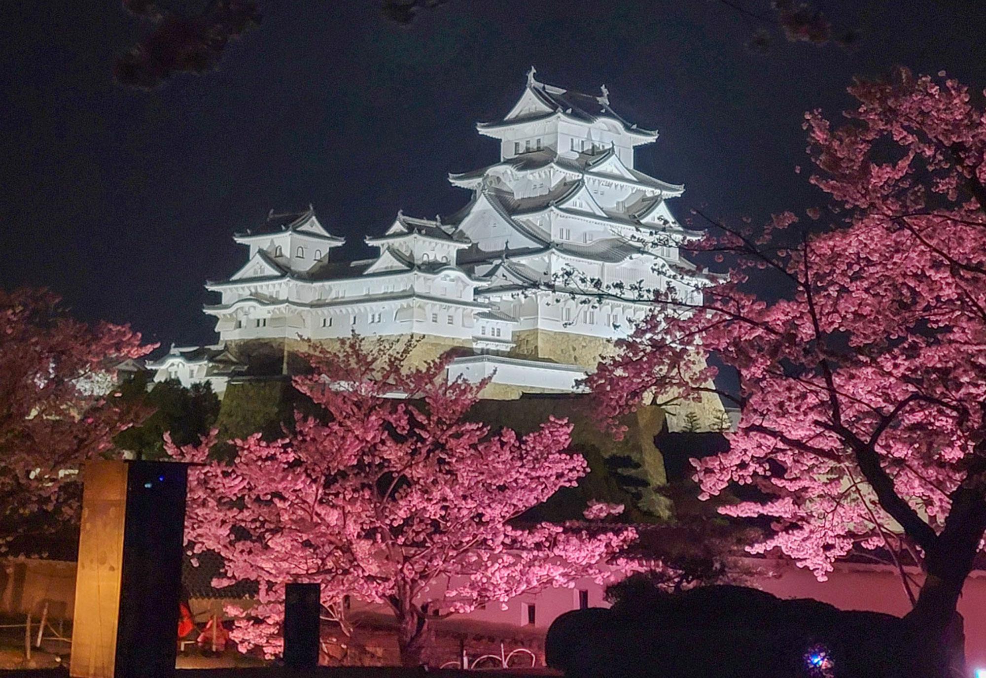 再加工済_夜桜会2023.jpg