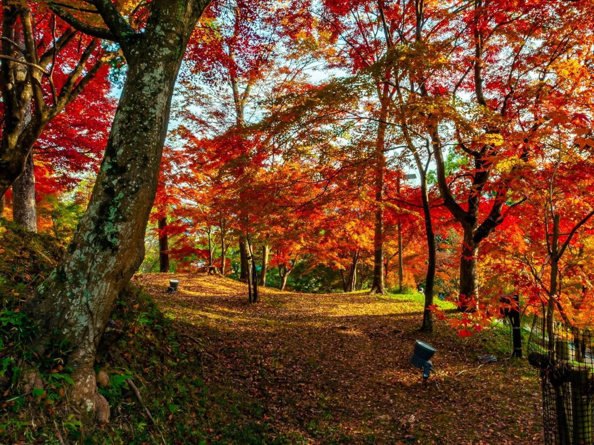 もみじ山の写真