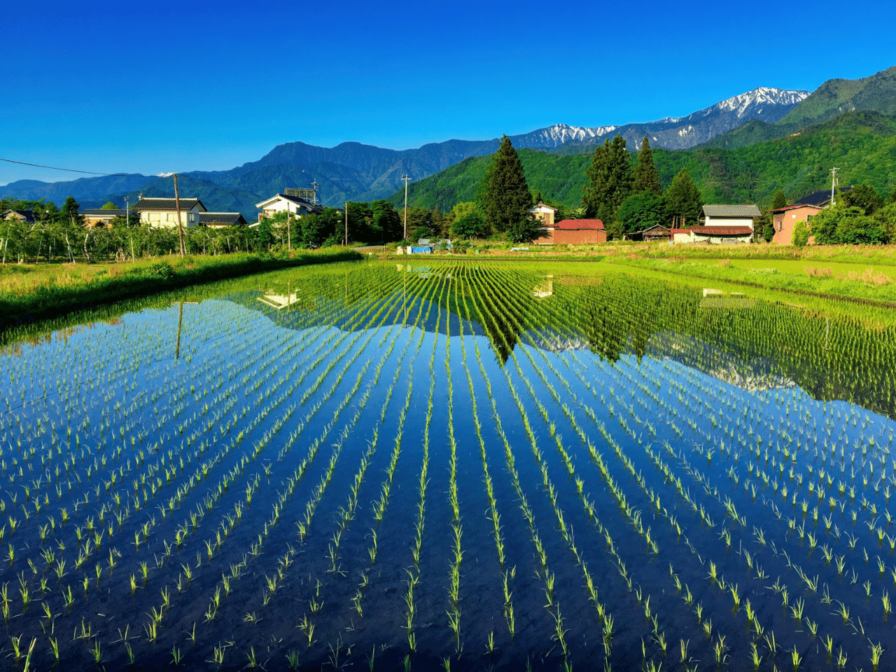 水を張った水田の写真